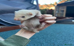 Ferret rodents for sale: 3 jill ferrets  - Image 5
