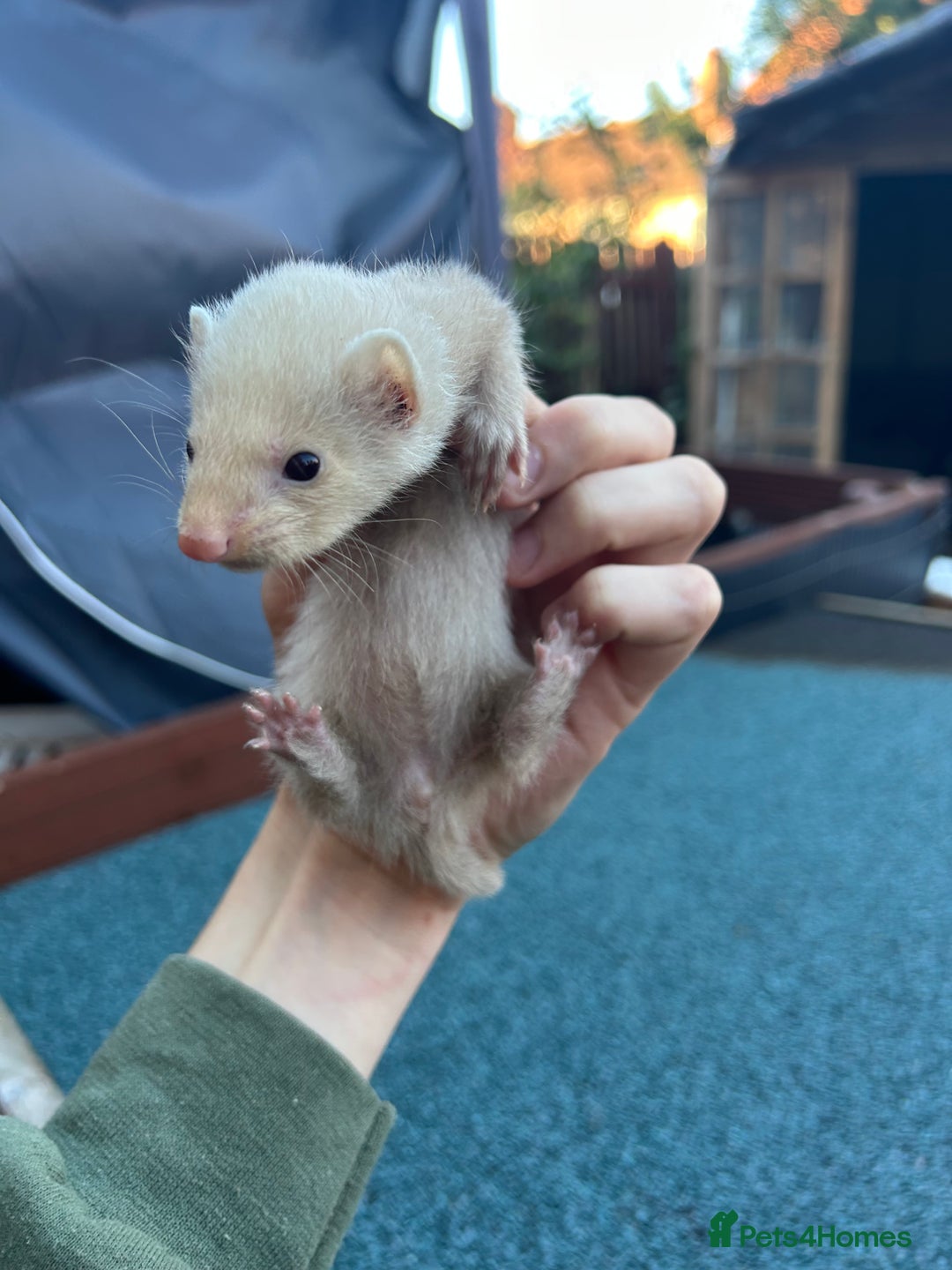 Ferret rodents for sale: 3 jill ferrets  - Image 5