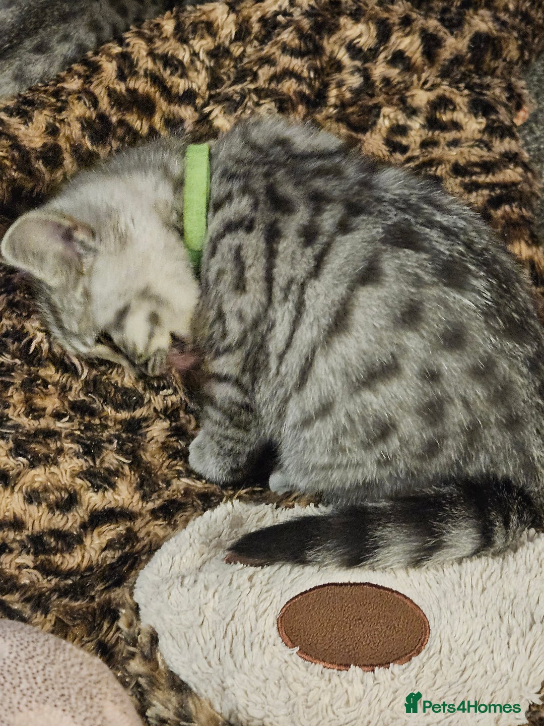 British Shorthair cats for sale: GCCF Reg Chocolate Silver Spotted Tabby BSH Boys - Image 9