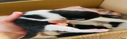 Mixed Breed cats for sale: Four mixed breed kittens in Bedford - Advert 16