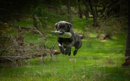 Labrador Retriever dogs for stud: Black Labrador for Stud in Crieff - Image 3