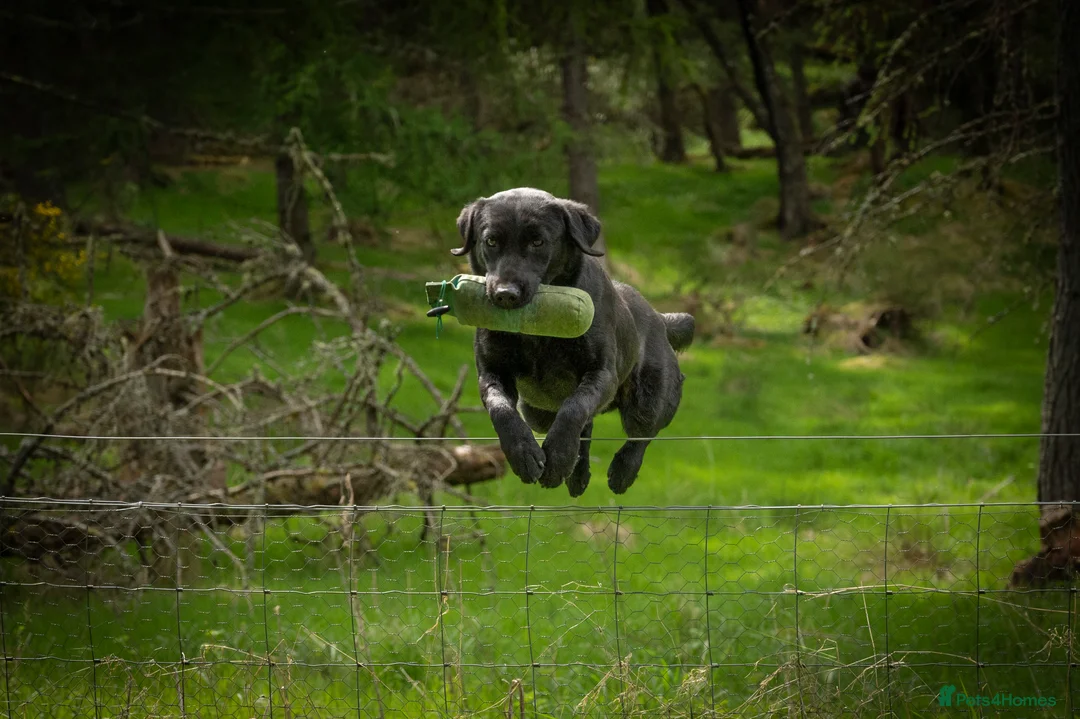 Labrador Retriever dogs for stud: Field Trial Winning Black Labrador for Stud in Crieff - Advert 3