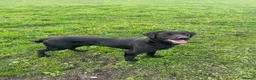 Labrador Retriever dogs for sale: Working Labrador puppies - Advert 6