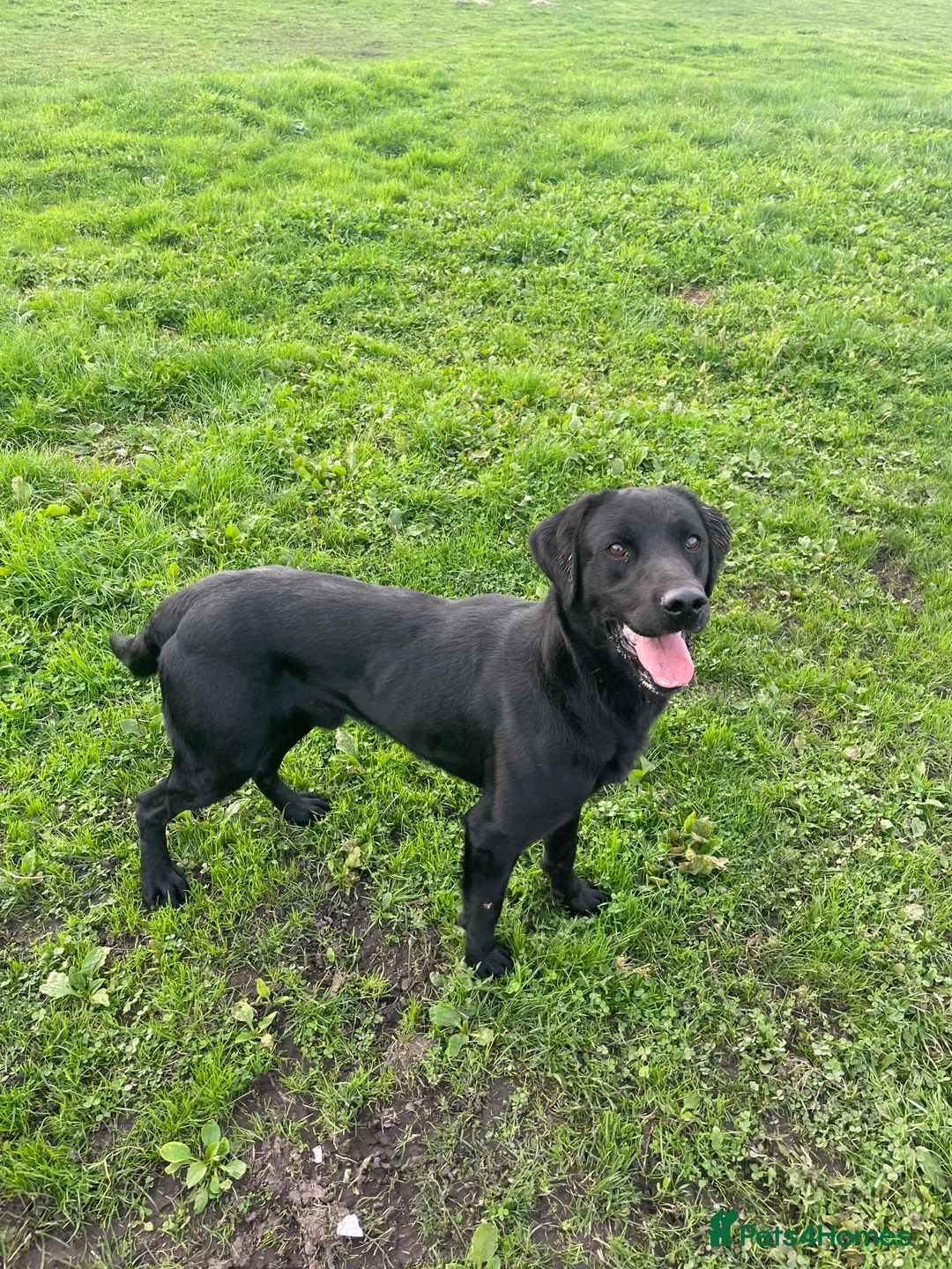 Labrador Retriever dogs for sale: Working Labrador puppies - Advert 6