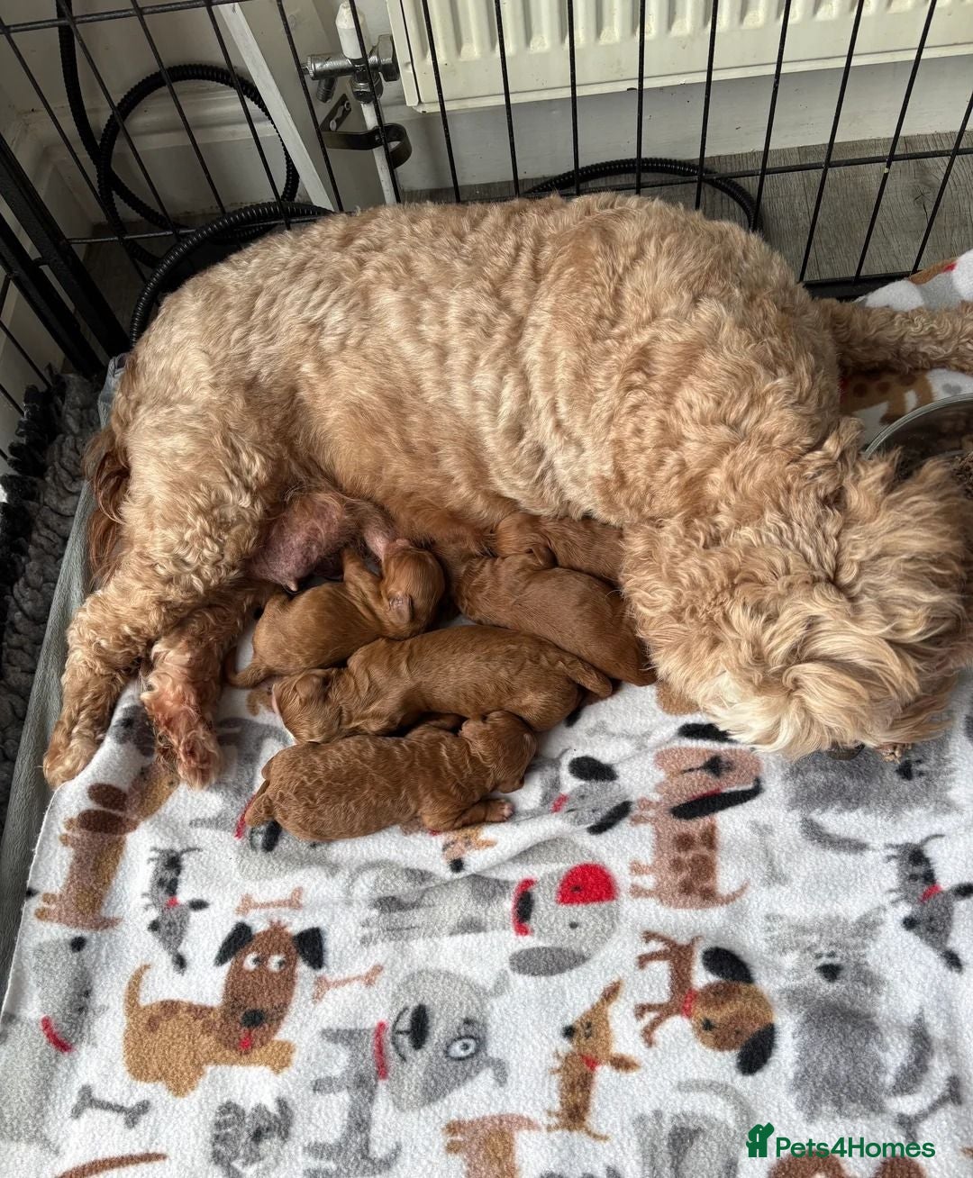 Cavapoo dogs Adorable Cavapoo Puppies – Ready - Advert 2