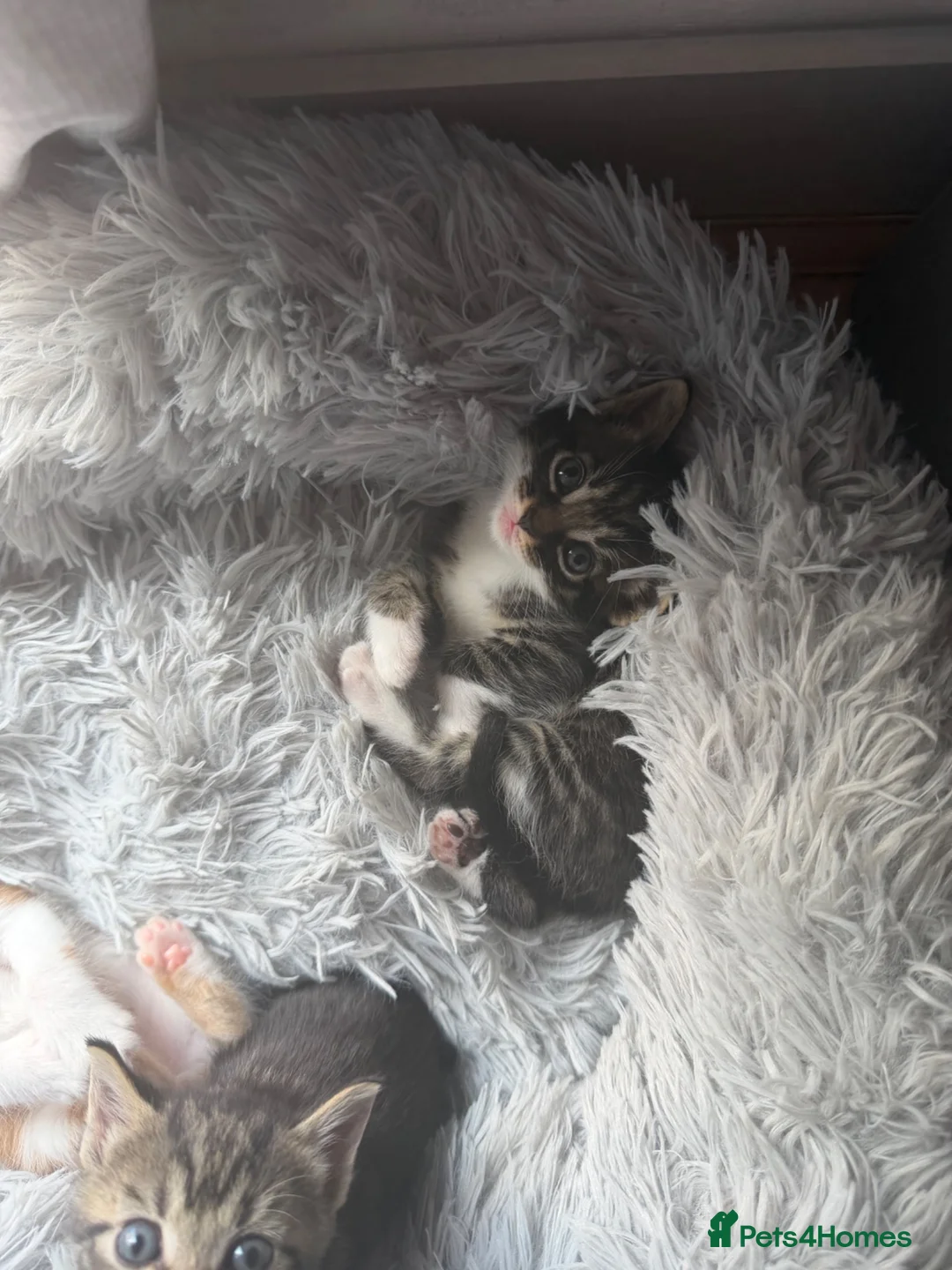 Mixed Breed cats for sale: 3 female kitten’s in Farnborough - Advert 2