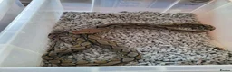 Python Snake reptiles for sale: Reticulated pythons  - Advert 4
