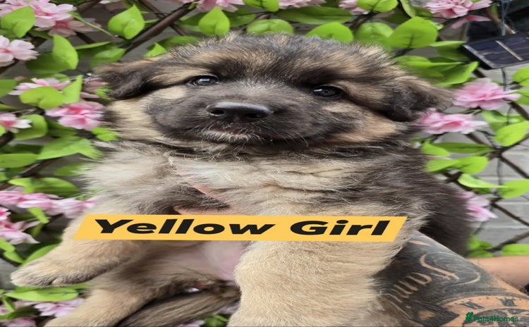 German Shepherd dogs - Advert 1