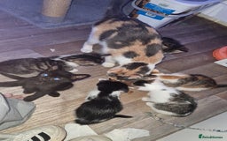 Mixed Breed cats for sale: 10 beautiful kittens - Image 5