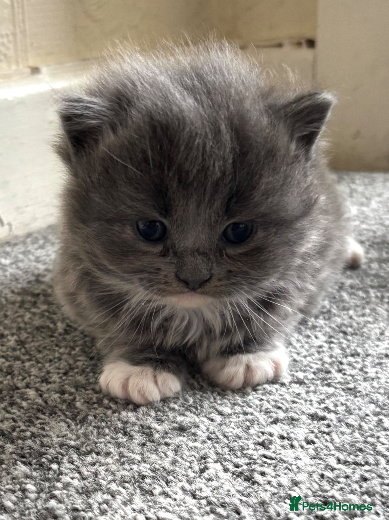 British Shorthair cats Ragdoll x British shorthair - Advert 16