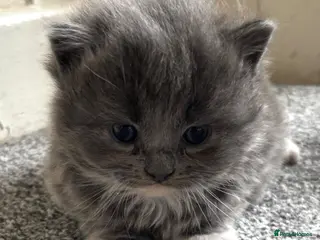 British Shorthair cats Ragdoll x British shorthair - Advert 16