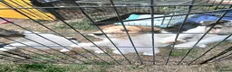 Fox Terrier dogs for sale: KC Wire haired fox terrier pups based in Kent - Advert 8