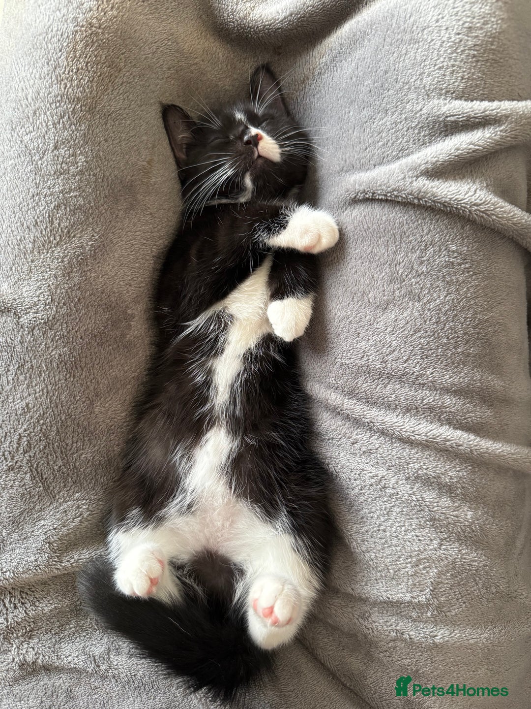 Mixed Breed cats for sale: Black female kitten for rehoming  - Image 2