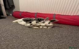 Angora rabbits for sale: Gorgeous bonded English angoras x2  - Image 2