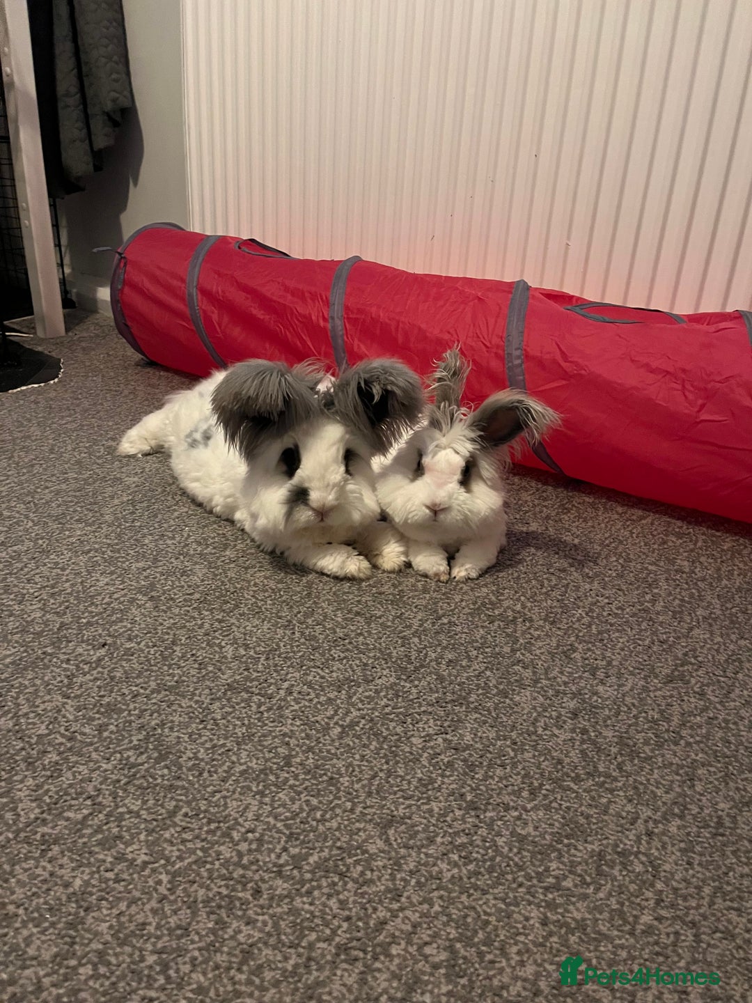 Angora rabbits for sale: Gorgeous bonded English angoras x2  - Image 2