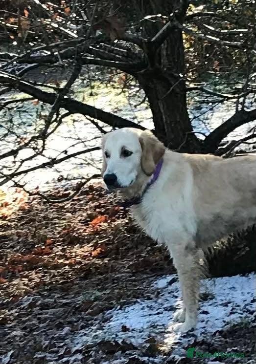 Golden Retriever dogs Championline puppies - 1 girl available in London - Advert 2