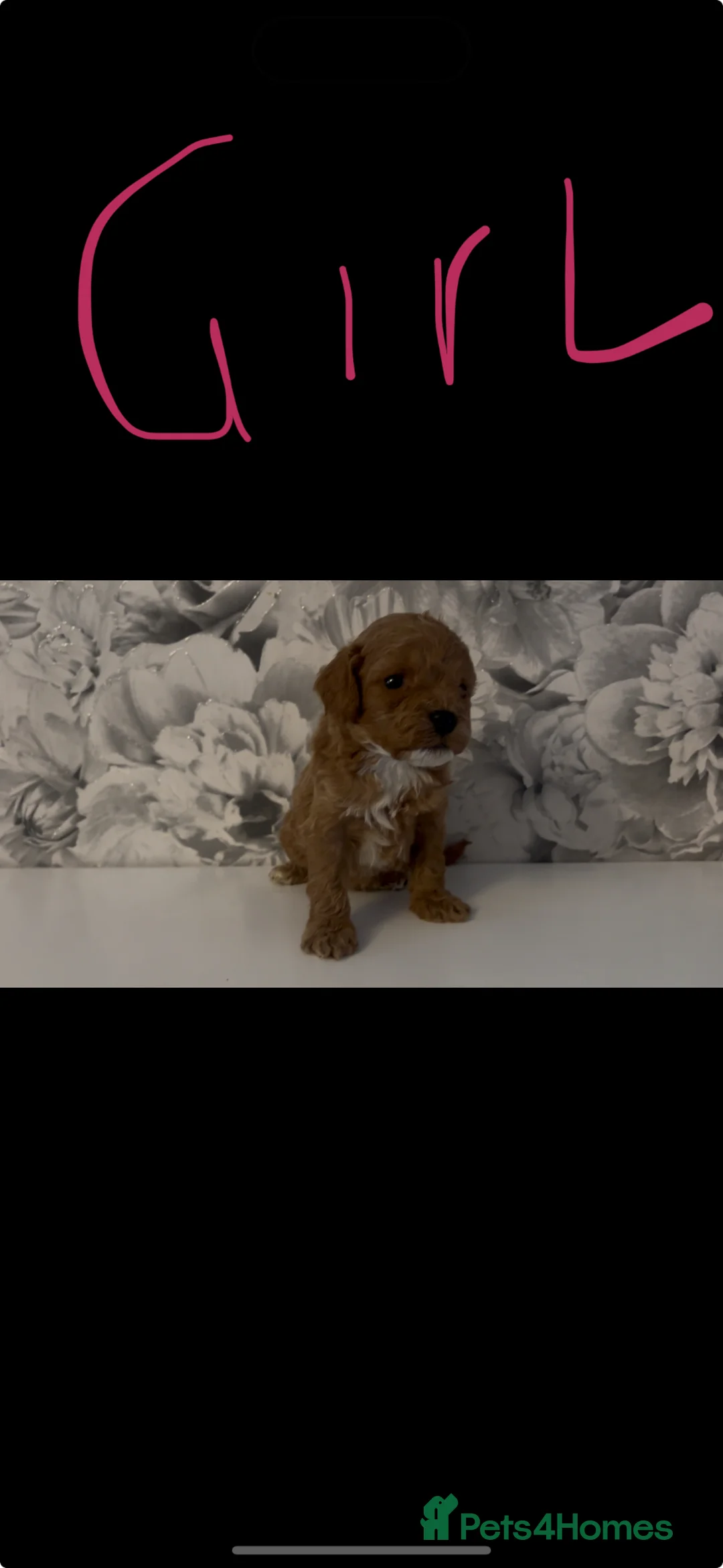 Cockapoo dogs for sale: Stunning cockapoos bundle of joy  - Advert 2
