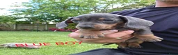 Miniature Dachshund dogs for sale: PRA CLEAR, KC REG MIN DACHSHUNDS  - Advert 21