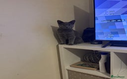 British Shorthair cats for sale: Beautiful Lilac boys - Image 11