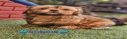 Shih Tzu dogs for sale: RARE BLACK STANDARD SHIH TZU WITH BLUE  SKIN - Advert 17