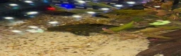 Plecos fish for sale: L027C Royal Thunder aka Golden line panaque  - Advert 12