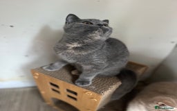British Shorthair cats for sale: Gccf British Shorthairs  - Image 3