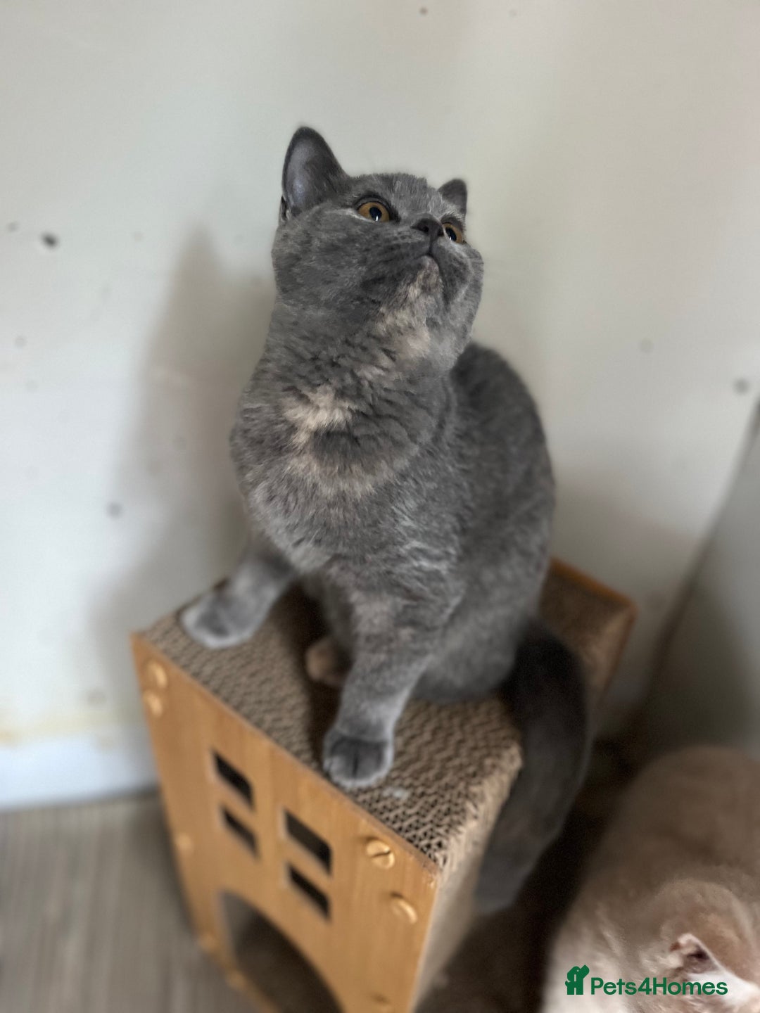 British Shorthair cats for sale: Gccf British Shorthairs  - Image 3