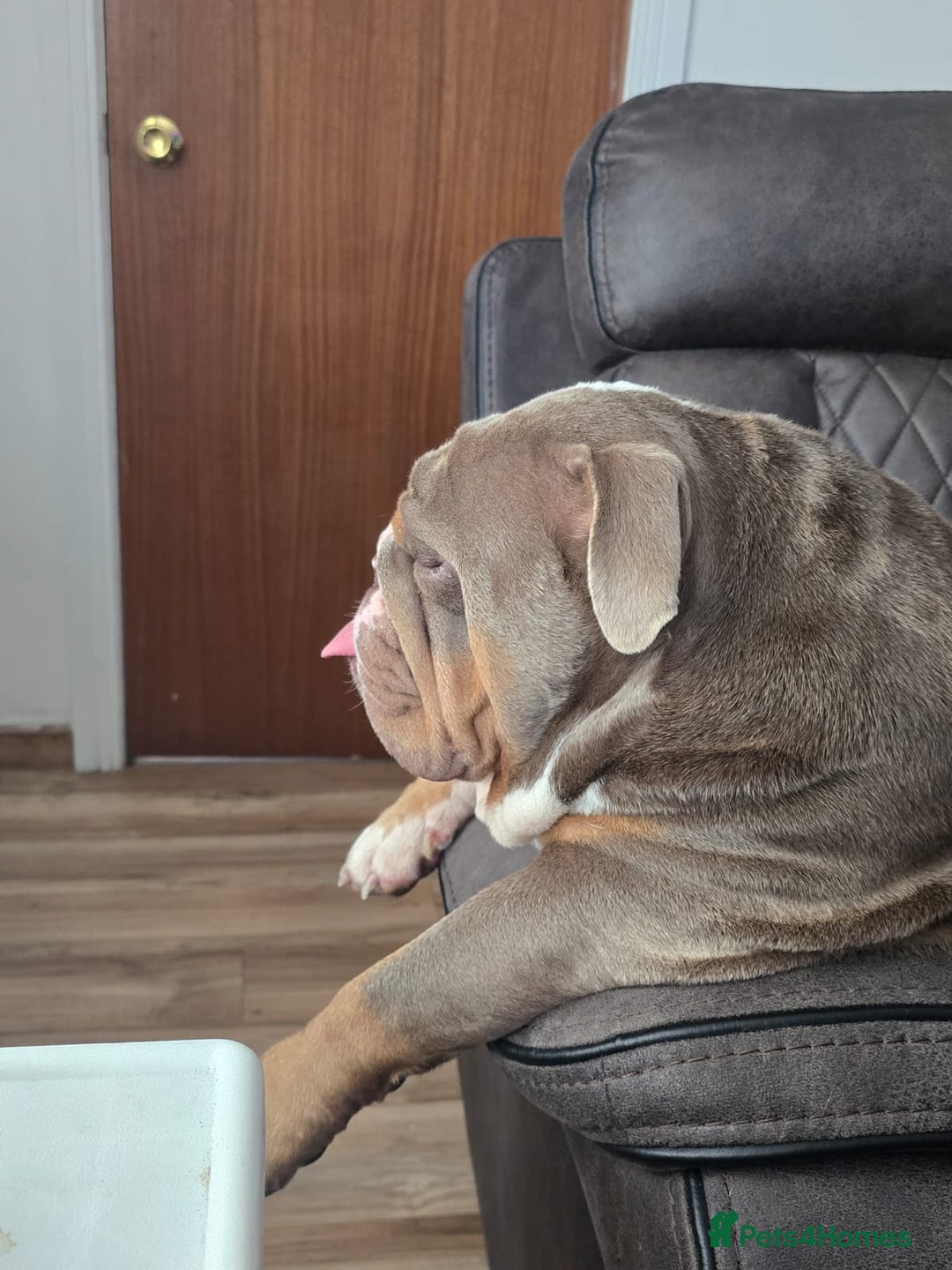 English Bulldog dogs for stud: Dahmer for stud - Advert 25