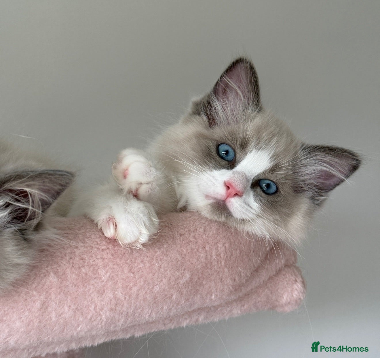Ragdoll cats Pure-bred Ragdolls Ready To Leave  - Advert 2