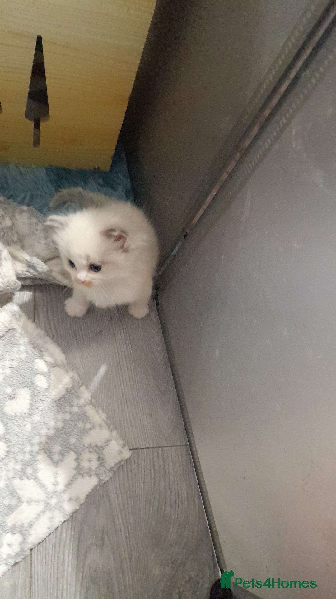 Ragdoll cats for sale: Stunning ragdolls - Advert 17