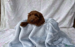 Cockapoo dogs for sale: F1 fox red cockapoos mixed littler new ad   - Image 6