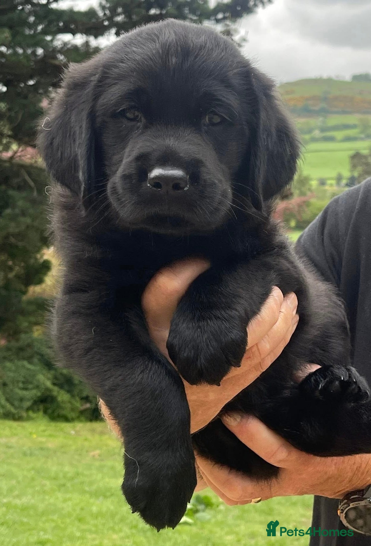 Goldador dogs Quality goldador boy available ❤️ - Advert 5