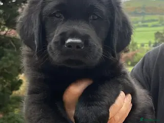 Goldador dogs Quality goldador boy available ❤️ - Advert 4