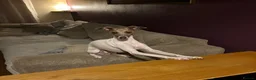 Italian Greyhound dogs for sale: A truly lovely little lady  - Advert 9