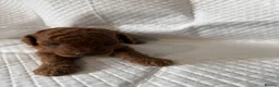 Miniature Poodle dogs for sale: Deep red kc reg miniture poodle puppy’s  - Advert 3