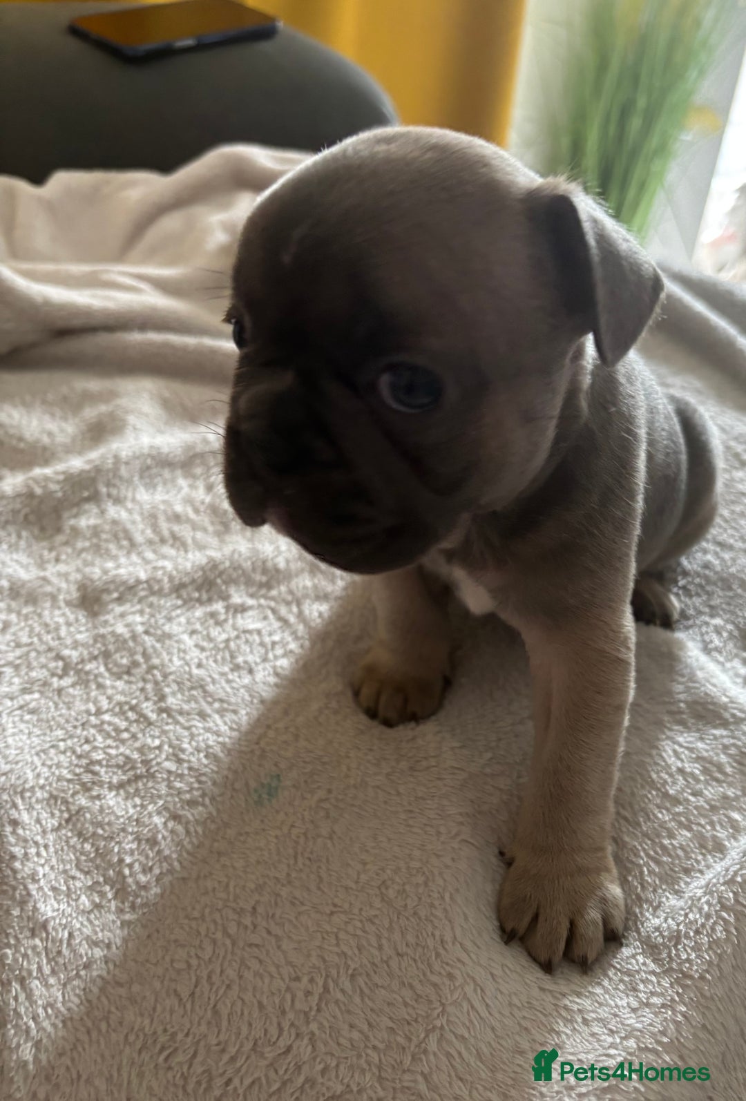 French Bulldog dogs for sale: Adorable French bulldog puppies for sale - Image 16