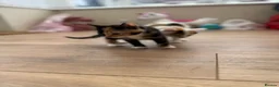 Domestic Shorthair cats for sale: Last kitten left of the litter  - Advert 6