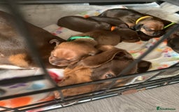 Miniature Dachshund dogs for sale: Miniature dachshund   in Blackpool - Image 3