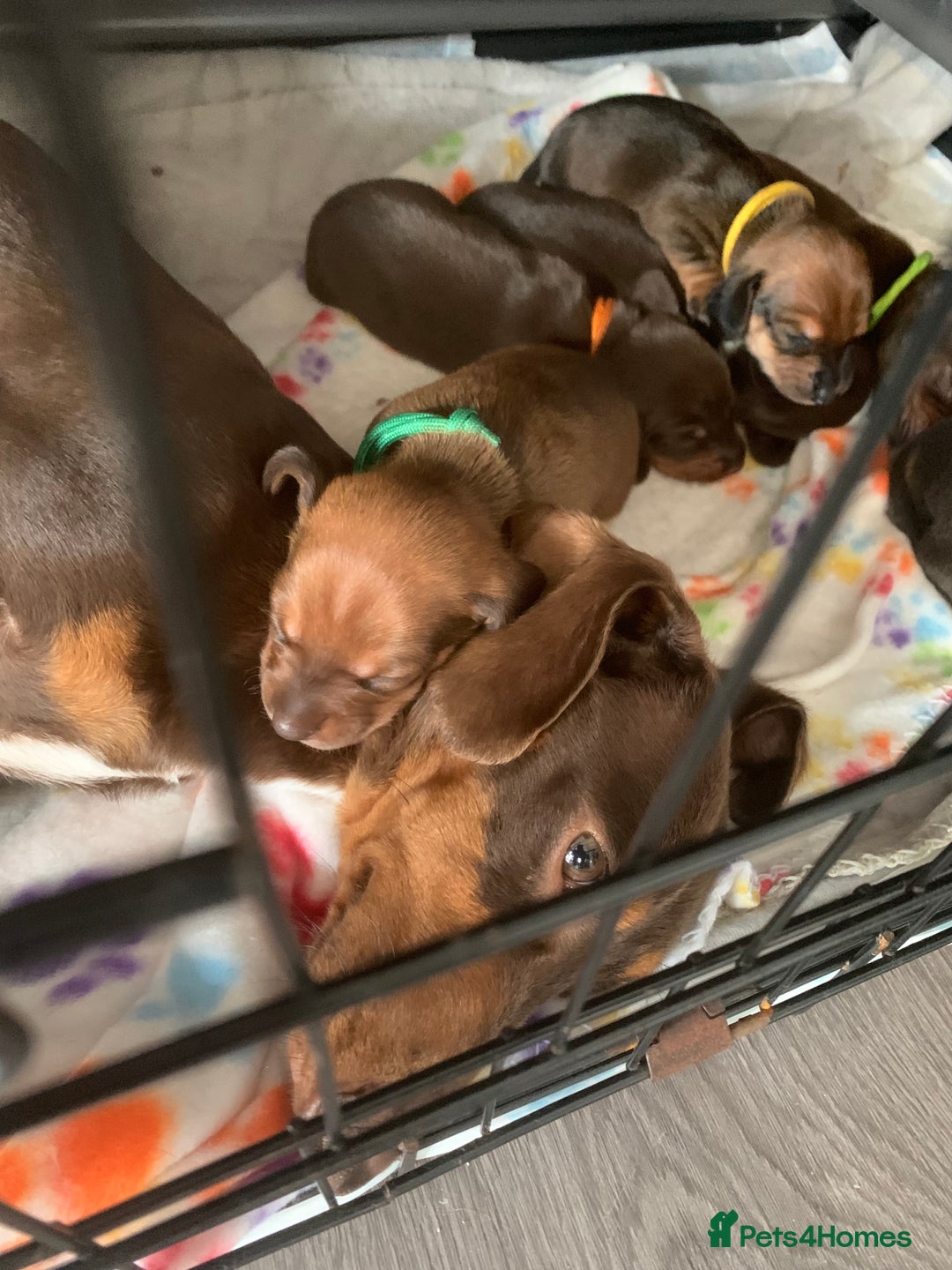 Miniature Dachshund dogs for sale: Miniature dachshund   in Blackpool - Image 3