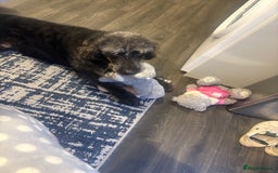 Labradoodle dogs for sale: Rehome due to no fault of his own  - Image 3