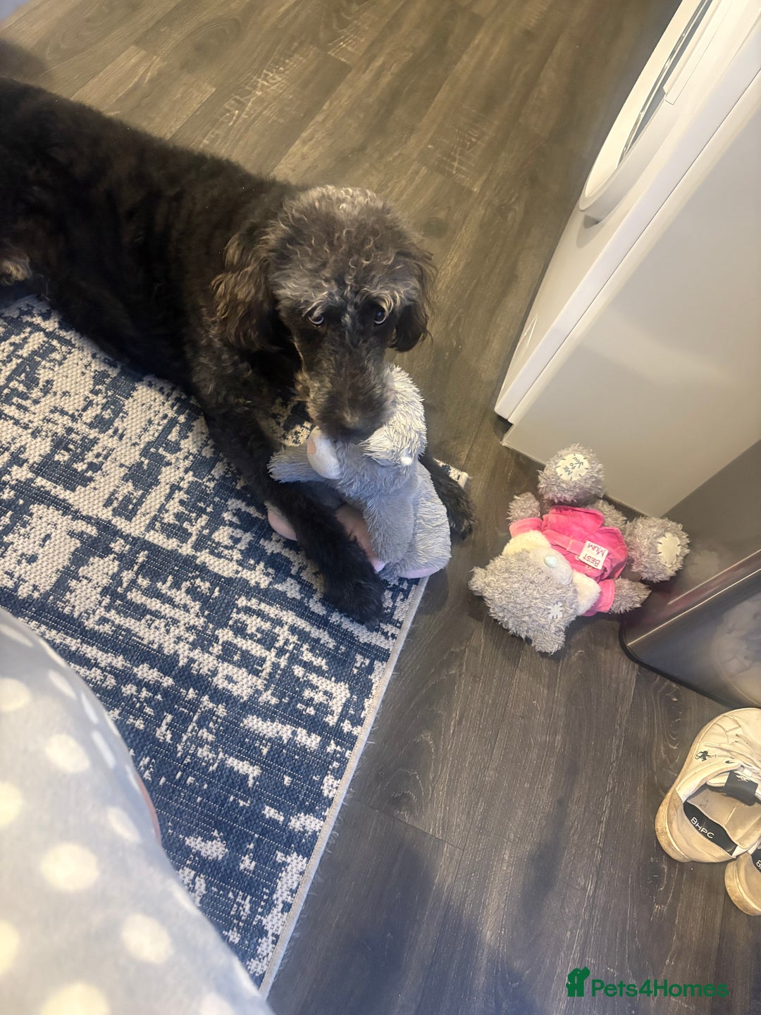 Labradoodle dogs for sale: Rehome due to no fault of his own  - Image 3