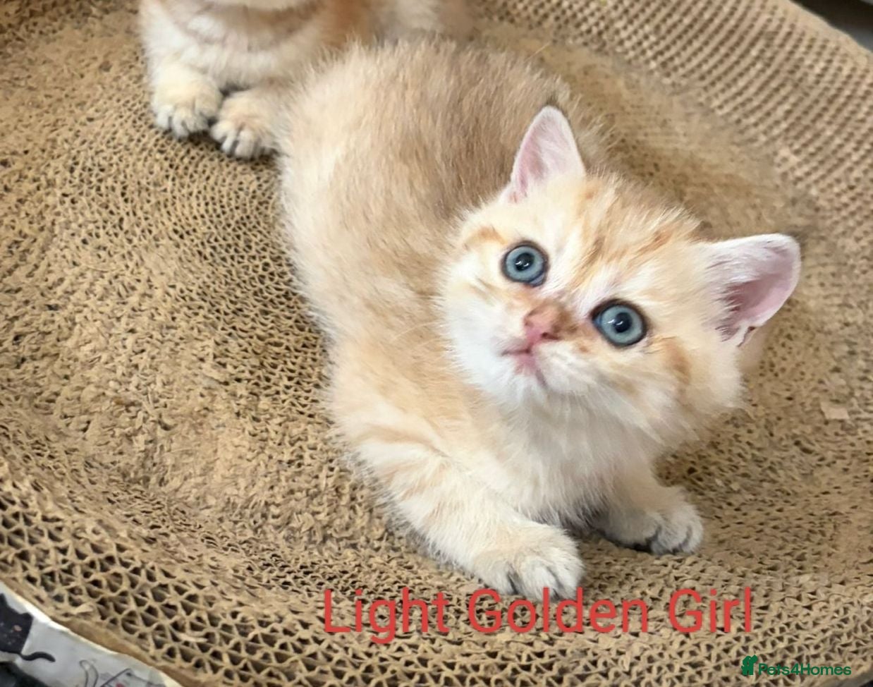 British Shorthair cats Golden British Short Hair Kitten for sale - Advert 16