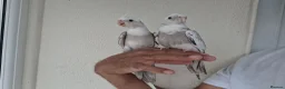 Cockatiels birds for sale: Super silly hand tamed baby cockatiels for sale  - Advert 6