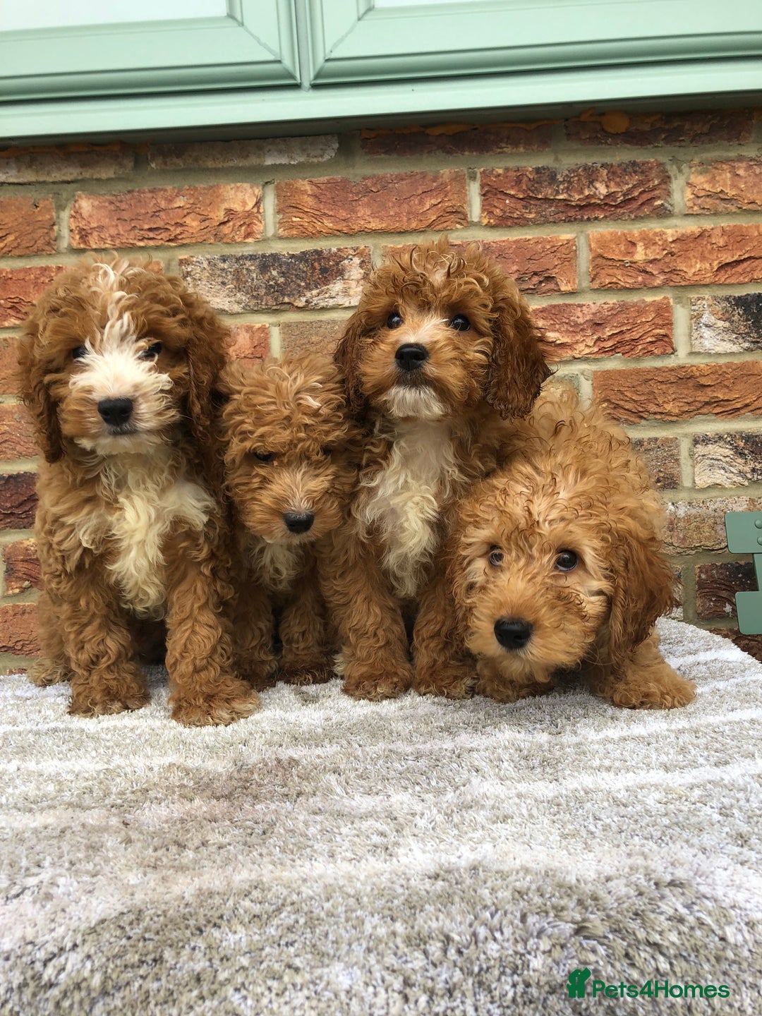 Cockapoo dogs for sale: Stunning red cocapoo, Puppy - Image 12