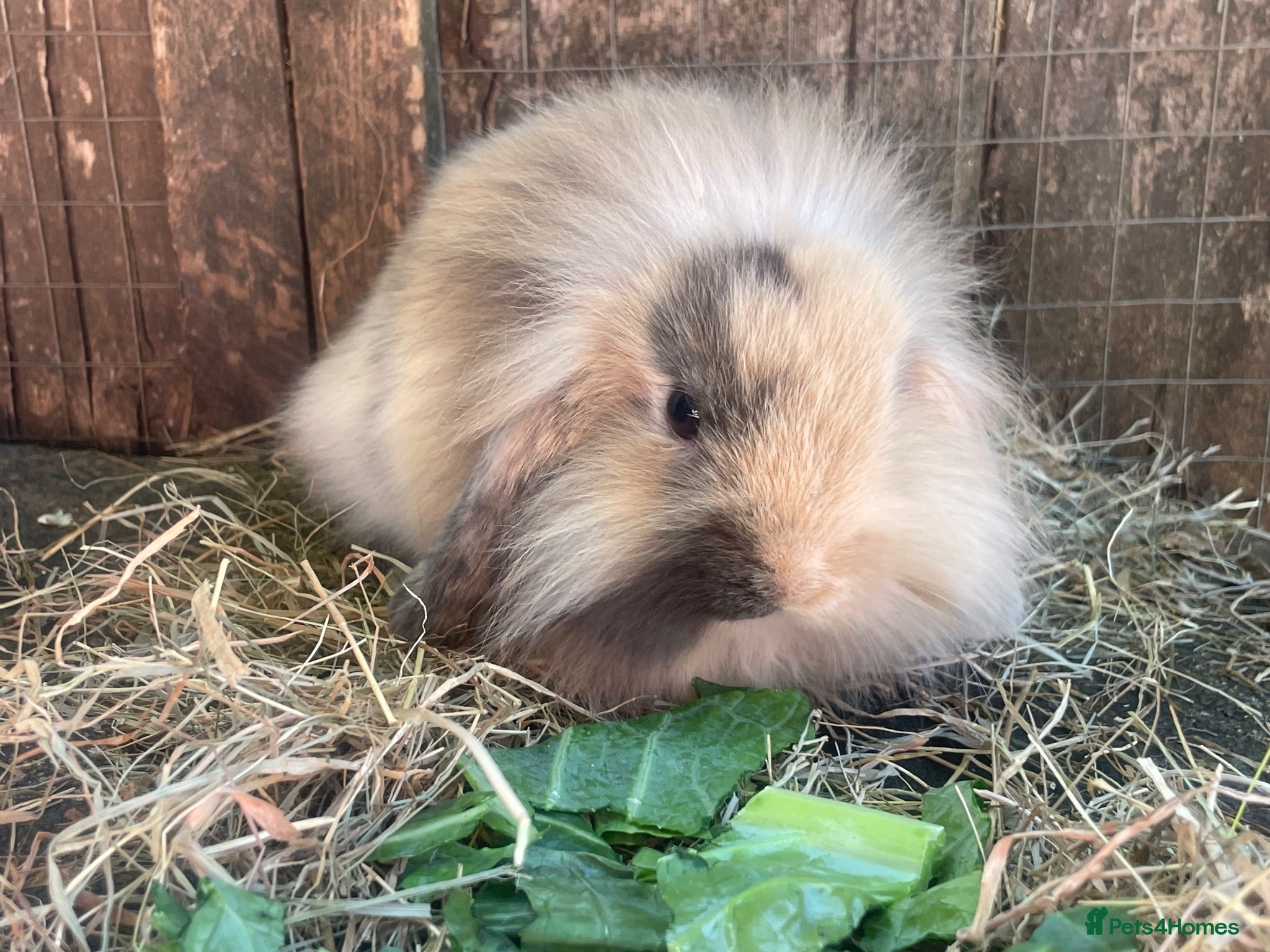 Mini Lion Lop rabbits Beautiful female mini lion lop - Advert 3