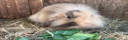 Mini Lion Lop rabbits for sale: Beautiful female mini lion lop - Advert 1