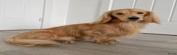 Miniature Dachshund dogs for stud: KC Miniature Shaded Cream Long Hair Dachshund stud - Advert 9