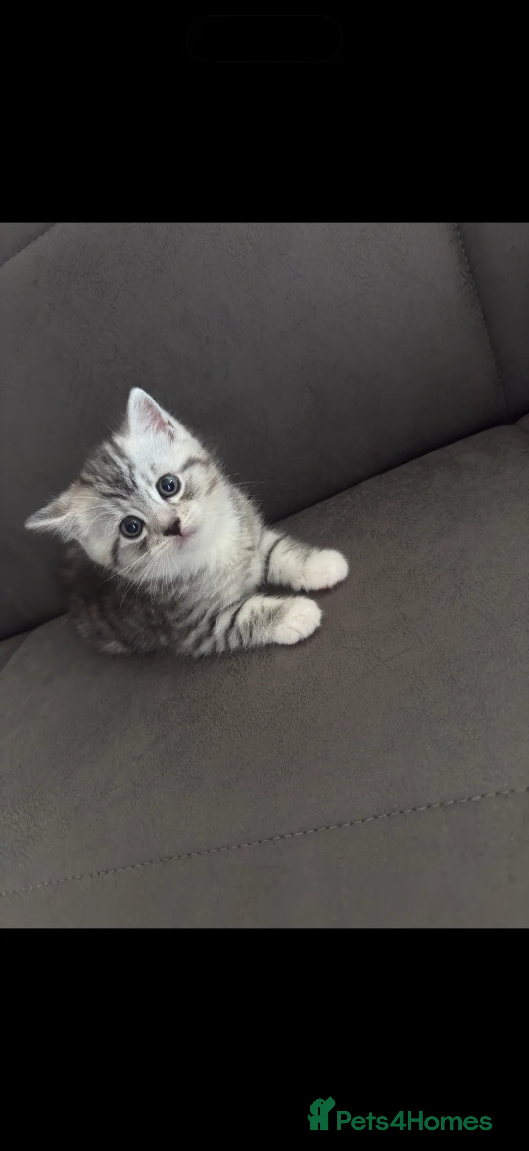 Persian cats for sale: Fluffy Persian & Tabby Silver Snow kittens  - Advert 2