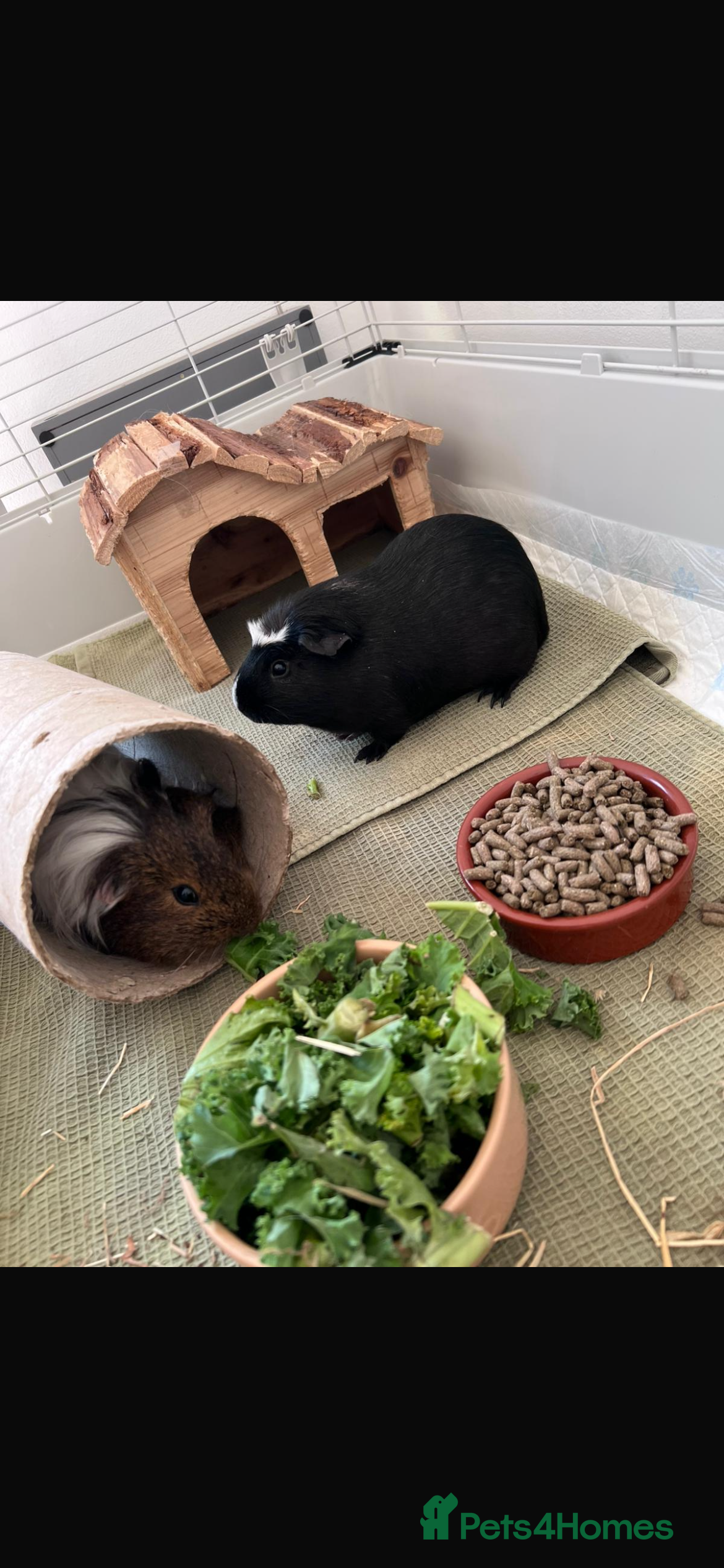 Guinea Pig rodents Two Male Guinea Pigs looking for a new home!  - Advert 1