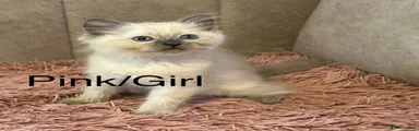 Ragdoll 2